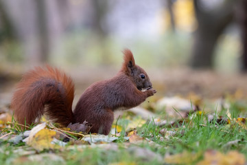 Red squirrel (Sciurus vulgaris)