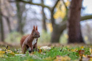 Red squirrel (Sciurus vulgaris)