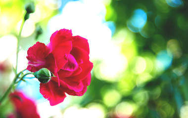 Fototapeta na wymiar Bush of roses on bright summer day.