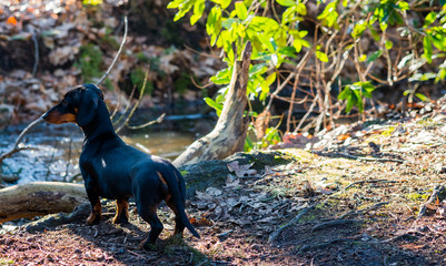 Posing Dachshund, black and tan