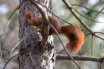 Red squirrel (Sciurus vulgaris)