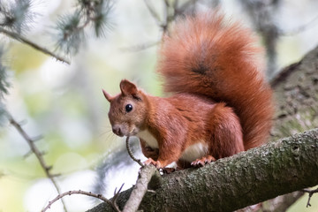 Red squirrel (Sciurus vulgaris)