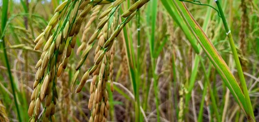 Rice farm in countryside at Udonthani ,Thailand.