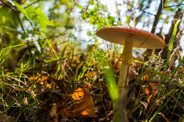 Mushroom, nature, forest