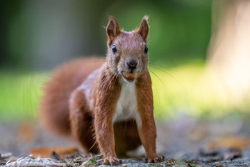 Red squirrel (Sciurus vulgaris)
