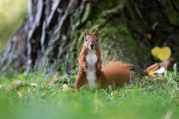 Red squirrel (Sciurus vulgaris)