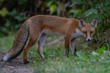 Naklejka na ściany i meble Red fox (Vulpes vulpes)