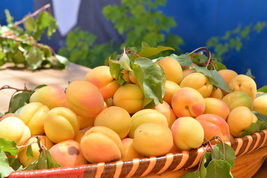 tarım