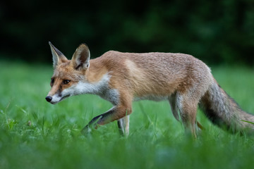 Red fox (Vulpes vulpes)