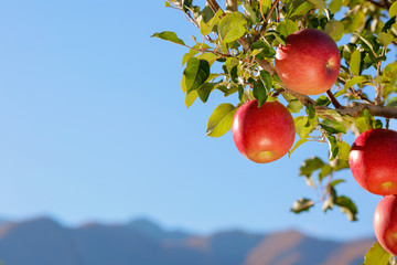 Apples of the Fuji variety in the apple orchard against the blue sky and mountains.