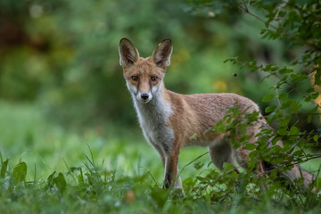 Red fox (Vulpes vulpes)