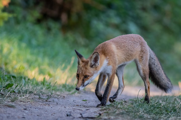 Red fox (Vulpes vulpes)