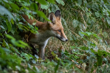 Red fox (Vulpes vulpes)