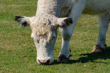 New Forest Cows