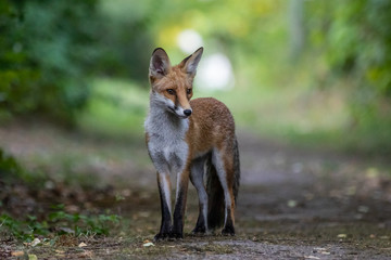 Fototapeta premium Red fox (Vulpes vulpes)