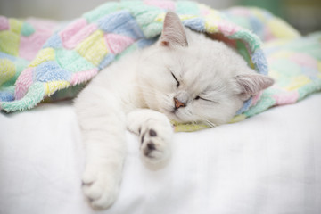 Beautiful cat breed Scottish straight chinchilla sleeping