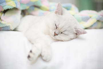 Fototapeta na wymiar Beautiful cat breed Scottish straight chinchilla sleeping