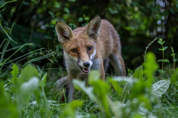 Red fox (Vulpes vulpes)