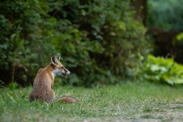 Red fox (Vulpes vulpes)