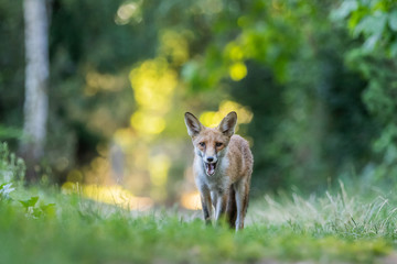 Red fox (Vulpes vulpes)
