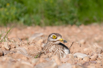 Burhinus oedicnemus (Eurasian thick knee, Eurasia Stone-curlew, Stone Curlew) resting on the ground