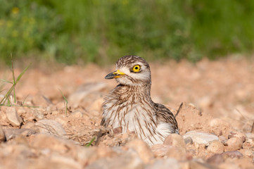 Burhinus oedicnemus (Eurasian thick knee, Eurasia Stone-curlew, Stone Curlew) resting on the ground