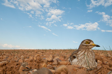 Burhinus oedicnemus (Eurasian thick knee, Eurasian Stone-curlew, Stone Curlew) in its nest, with wide angle