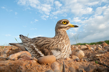 Burhinus oedicnemus (Eurasian thick knee, Eurasian Stone-curlew, Stone Curlew) in its nest, with wide angle