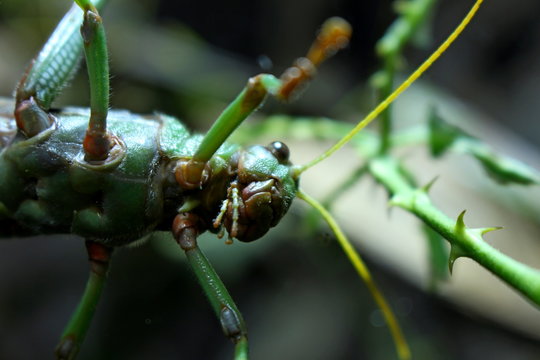Close-up of the Giant South American Grasshopper