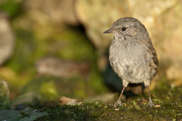 Dunnock (Prunella modularis), Looking for food in the field