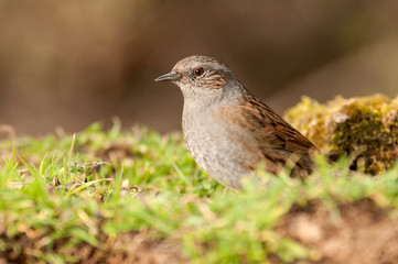 Obraz premium Dunnock (Prunella modularis), Looking for food in the field