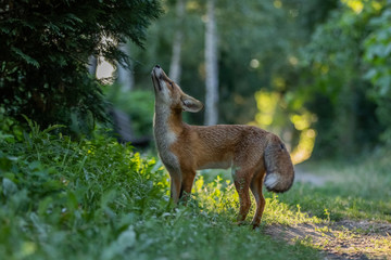 Red fox (Vulpes vulpes)
