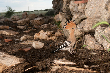 Eurasia Hoopoe or Common Hoopoe (Upupa epops), entering the nest in an old hut