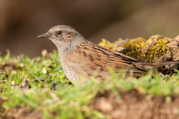 Dunnock (Prunella modularis), Looking for food in the field
