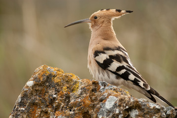 Eurasia Hoopoe or Common Hoopoe (Upupa epops), perched on the rocks, entrance to the nest