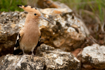 Eurasia Hoopoe or Common Hoopoe (Upupa epops), perched on the rocks, entrance to the nest