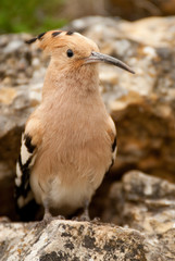 Eurasia Hoopoe or Common Hoopoe (Upupa epops), perched on the rocks, entrance to the nest