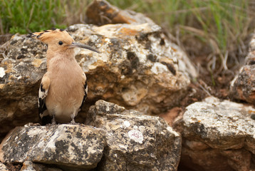 Eurasia Hoopoe or Common Hoopoe (Upupa epops), perched on the rocks, entrance to the nest