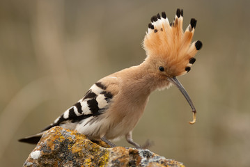 Eurasia Hoopoe or Common Hoopoe (Upupa epops), with food in the beak © JAH