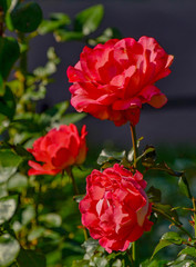 Beautiful roses in a flower bed in the Mikhailovsky garden.