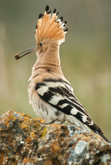 Eurasia Hoopoe or Common Hoopoe (Upupa epops), with a beetle in its beak