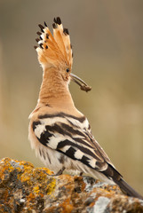 Eurasia Hoopoe or Common Hoopoe (Upupa epops), with a beetle in its beak