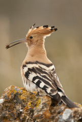 Eurasia Hoopoe or Common Hoopoe (Upupa epops), with a beetle in its beak