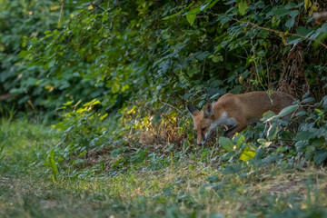 Red fox (Vulpes vulpes)