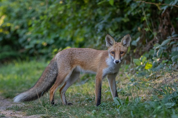 Red fox (Vulpes vulpes)