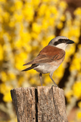 Red-backed shrike male. Lanius collurio, with yellow background on a trunk