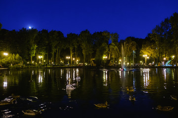 Fototapeta na wymiar Swans. Night Lighting in the park on water.