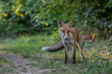 Red fox (Vulpes vulpes)