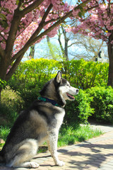 Husky dog and sakura tree. Traveling Husky The city of Uzhhorod in the Ukrainian Carpathians. Dog and flowers
