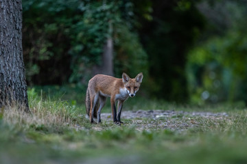 Red fox (Vulpes vulpes)